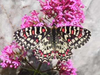 Zerynthia rumina L. adulte - ©Philippe Mothiron