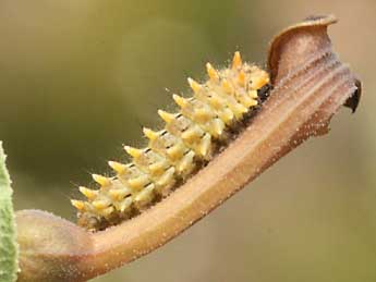  Chenille de Zerynthia rumina L. - ©Daniel Morel