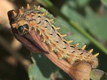  Chenille de Zerynthia rumina L. - ©Jean-Laurent Hentz- Gard Nature