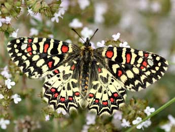 Zerynthia rumina L. adulte - Daniel Morel