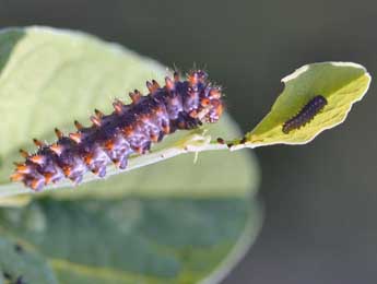  Chenille de Zerynthia polyxena D. & S. - Daniel Morel