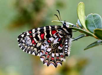 Zerynthia rumina L. adulte - ©Daniel Morel