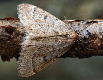 Theria rupicapraria D. & S. adulte - ©Daniel Morel