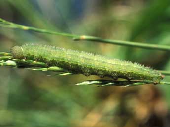  Chenille de Melanargia russiae Esp. - ©Tristan Lafranchis