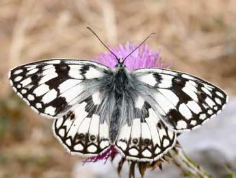 Melanargia russiae Esp. adulte - ©Daniel Morel