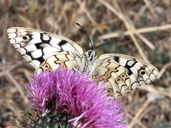 Melanargia russiae Esp. adulte - ©Daniel Morel