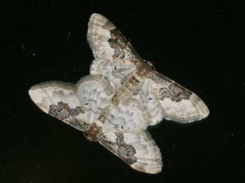 Idaea rusticata D. & S. adulte - Daniel Morel