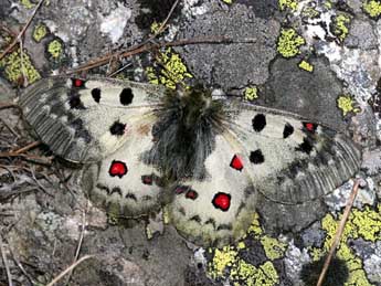 Parnassius phoebus F. adulte - Luc Manil