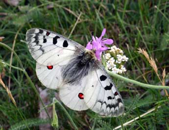 Parnassius phoebus F. adulte - ©Daniel Morel