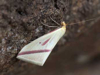 Rhodometra sacraria L. adulte - Daniel Morel