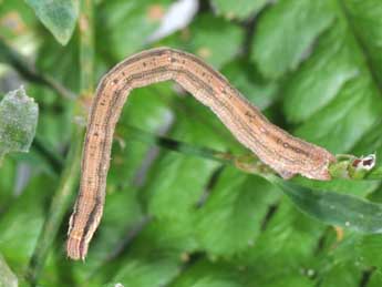  Chenille de Rhodometra sacraria L. - ©Philippe Mothiron