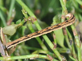  Chenille de Rhodometra sacraria L. - Philippe Mothiron