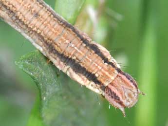  Chenille de Rhodometra sacraria L. - Philippe Mothiron