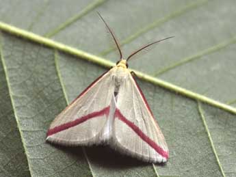 Rhodometra sacraria L. adulte - ©Philippe Mothiron