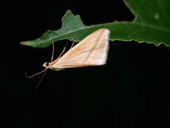 Rhodometra sacraria L. adulte - Philippe Mothiron