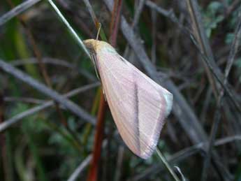 Rhodometra sacraria L. adulte - ©Philippe Mothiron