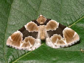 Gagitodes sagittata F. adulte - Lionel Taurand