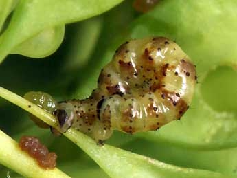  Chenille de Gagitodes sagittata F. - ©Daniel Morel