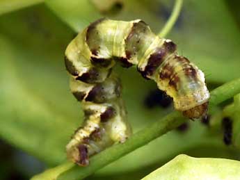  Chenille de Gagitodes sagittata F. - ©Daniel Morel