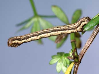  Chenille de Coenotephria ablutaria Bsdv. - Lionel Taurand