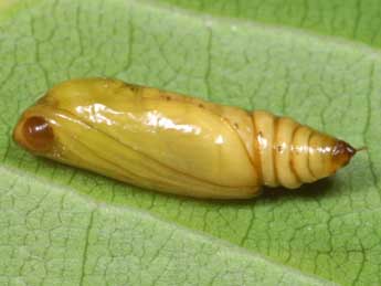  Chrysalide de Coenotephria ablutaria Bsdv. - Lionel Taurand