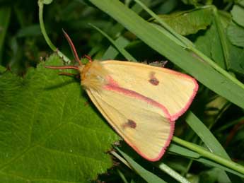 Diacrisia sannio L. adulte - Philippe Mothiron