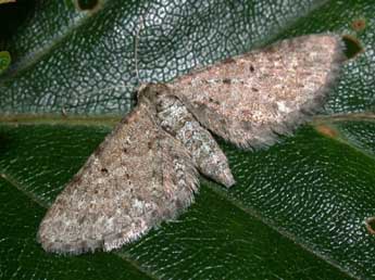 Eupithecia satyrata Hb. adulte - ©Philippe Mothiron