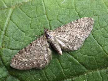 Eupithecia satyrata Hb. adulte - Daniel Morel