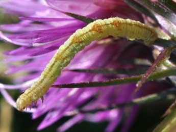  Chenille de Eupithecia satyrata Hb. - Philippe Mothiron