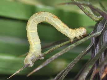  Chenille de Eupithecia satyrata Hb. - ©Philippe Mothiron