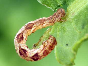  Chenille de Eupithecia satyrata Hb. - Daniel Morel