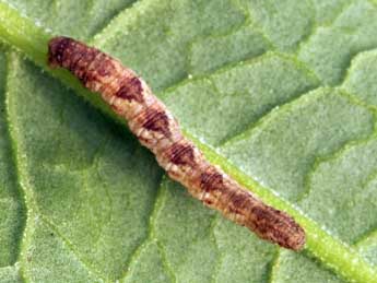  Chenille de Eupithecia satyrata Hb. - ©Daniel Morel