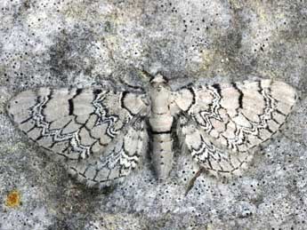 Eupithecia schiefereri Bohatsch adulte - ©Daniel Morel