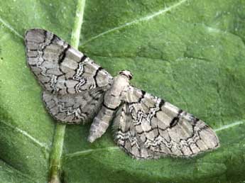 Eupithecia schiefereri Bohatsch adulte - ©Daniel Morel