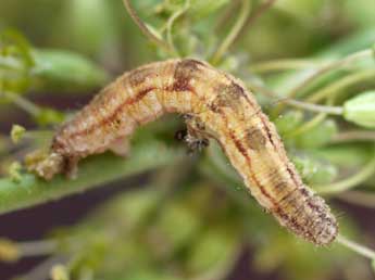  Chenille de Eupithecia schiefereri Bohatsch - Raphal Spronck