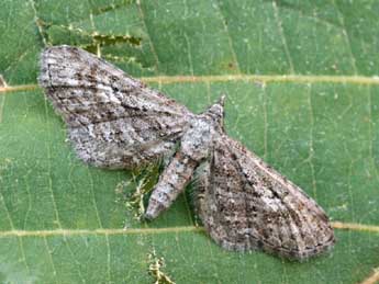 Eupithecia scopariata Rbr adulte - Daniel Morel