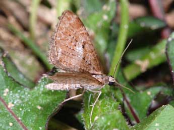 Eupithecia scopariata Rbr adulte - ©Samuel Ducept