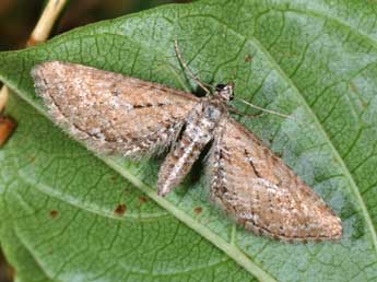 Eupithecia scopariata Rbr adulte - ©Philippe Mothiron