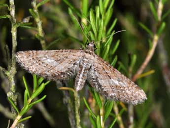 Eupithecia scopariata Rbr adulte - Philippe Mothiron