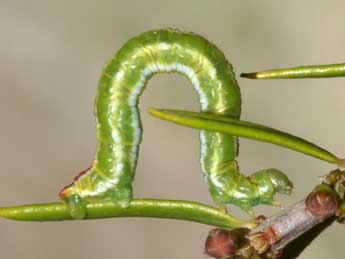  Chenille de Eupithecia scopariata Rbr - ©Lionel Taurand