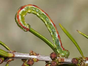  Chenille de Eupithecia scopariata Rbr - Lionel Taurand