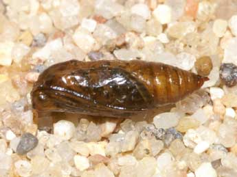  Chrysalide de Eupithecia scopariata Rbr - Lionel Taurand