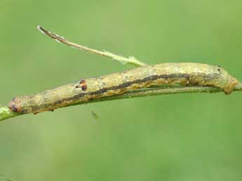  Chenille de Ascotis selenaria D. & S. - Lionel Taurand