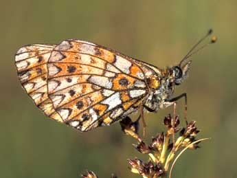 Boloria selene D. & S. adulte - ©Tristan Lafranchis