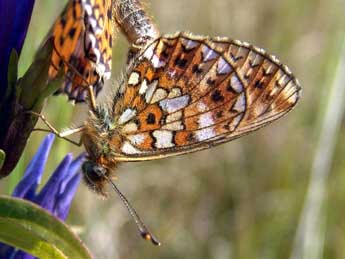 Boloria selene D. & S. adulte - Patrick Gros