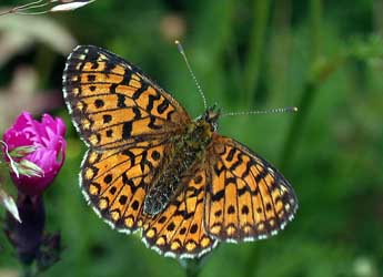 Boloria selene D. & S. adulte - ©Philippe Mothiron