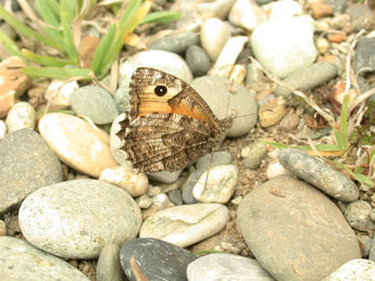 Hipparchia semele L. adulte - Philippe Mothiron