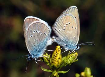 Cyaniris semiargus Rott. adulte - Franois Spill