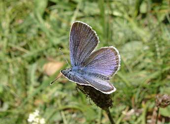 Cyaniris semiargus Rott. adulte - Jean-Pierre Arnaud