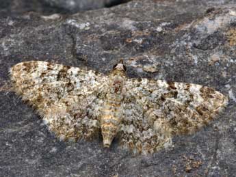 Eupithecia semigraphata Brd adulte - Daniel Morel